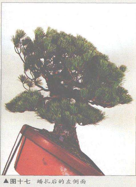 图解 五针松盆景的构思下制作（下）