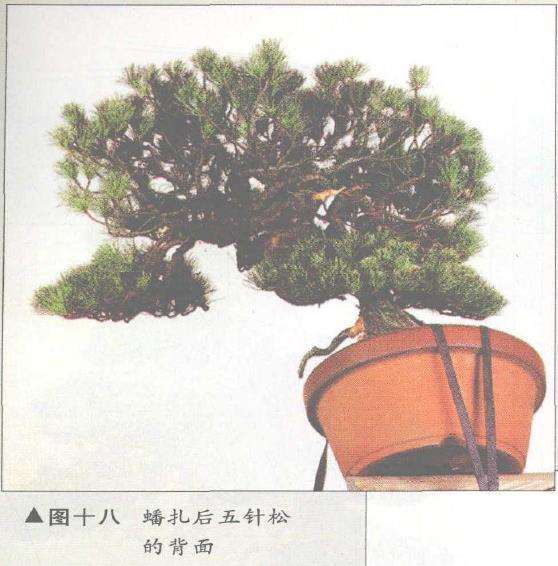 图解 五针松盆景的构思下制作（下）