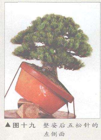 图解 五针松盆景的构思下制作（下）