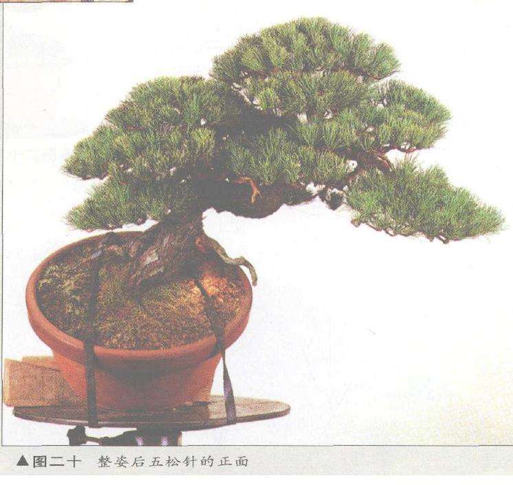图解 五针松盆景的构思下制作（下）