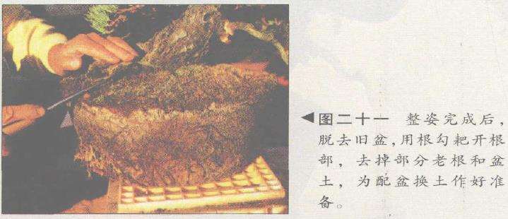 图解 五针松盆景的构思下制作（下）