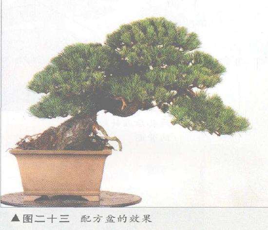 图解 五针松盆景的构思下制作（下）