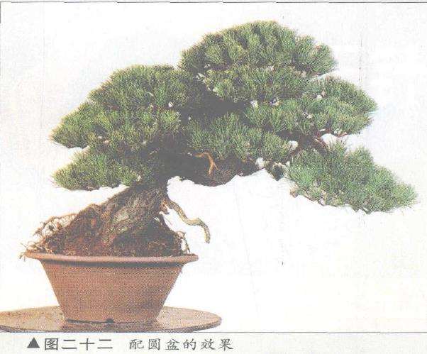 图解 五针松盆景的构思下制作（下）