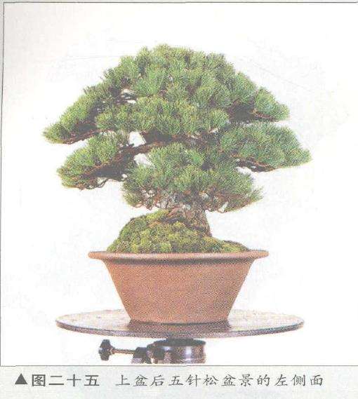 图解 五针松盆景的构思下制作（下）