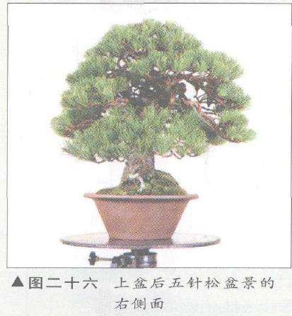 图解 五针松盆景的构思下制作（下）