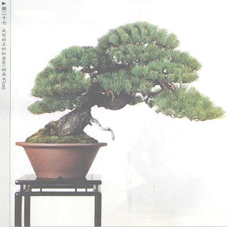 图解 五针松盆景的构思下制作（下）