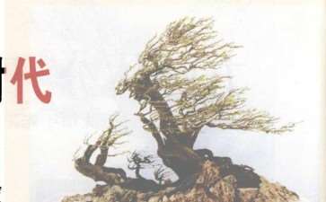 观刘传刚先生盆景作品有感