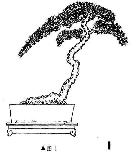 迎春盆景怎么制作的3个方法 图片