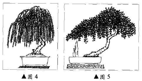 迎春盆景怎么制作的3个方法 图片