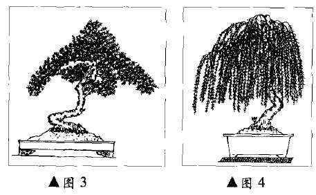 迎春盆景怎么制作的3个方法 图片