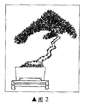 迎春盆景怎么制作的3个方法 图片