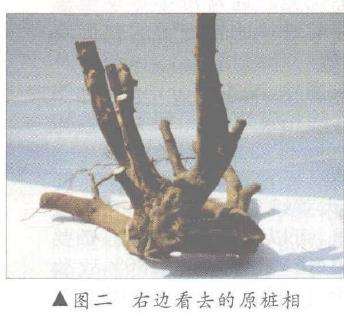 图解 树桩盆景怎么悬崖造型的固有形式