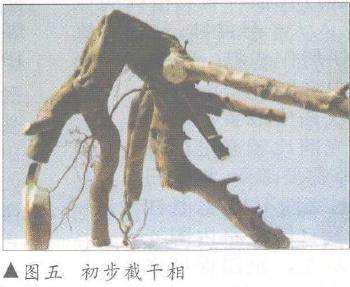 图解 树桩盆景怎么悬崖造型的固有形式