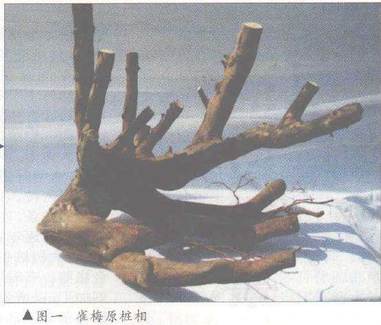 图解 树桩盆景怎么悬崖造型的固有形式