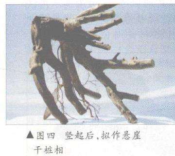 图解 树桩盆景怎么悬崖造型的固有形式