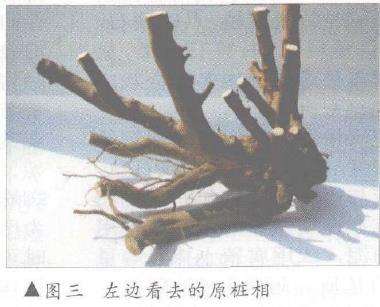 图解 树桩盆景怎么悬崖造型的固有形式