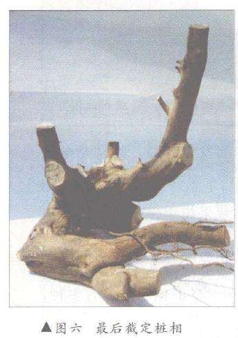 图解 树桩盆景怎么悬崖造型的固有形式