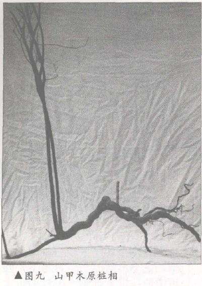 图解 树桩盆景怎么悬崖造型的固有形式