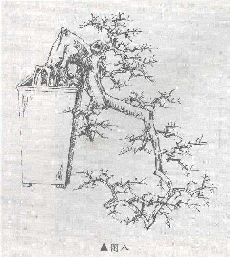 图解 树桩盆景怎么悬崖造型的固有形式