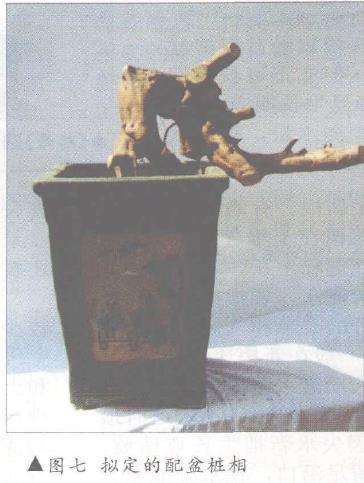 图解 树桩盆景怎么悬崖造型的固有形式