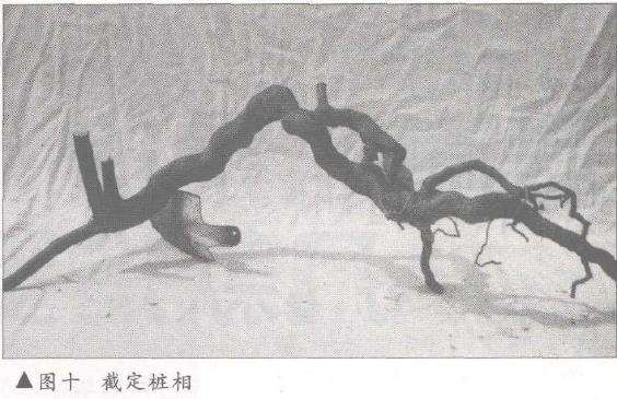 图解 树桩盆景怎么悬崖造型的固有形式