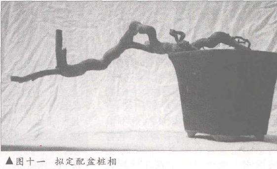 图解 树桩盆景怎么悬崖造型的固有形式