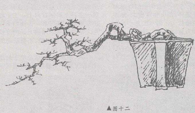 图解 树桩盆景怎么悬崖造型的固有形式