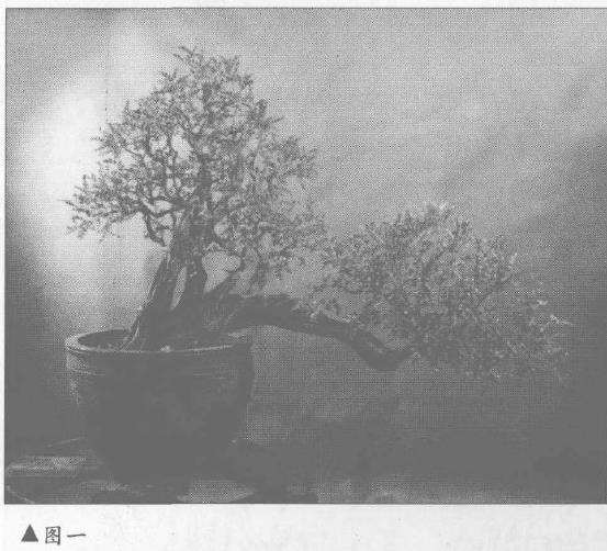 海南九里香怎么制作盆景的5个过程 图片