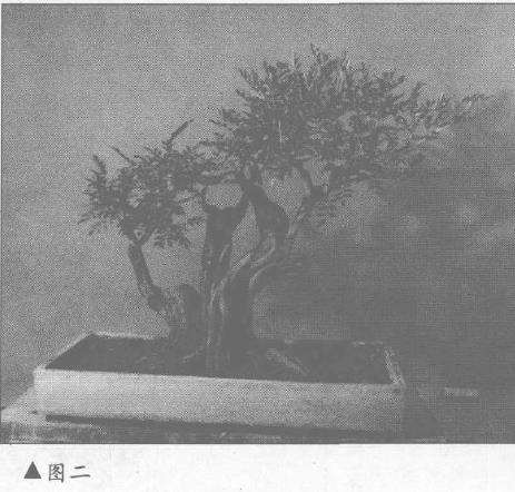 海南九里香怎么制作盆景的5个过程 图片