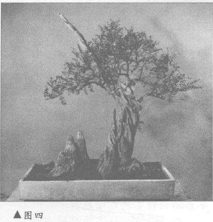 海南九里香怎么制作盆景的5个过程 图片