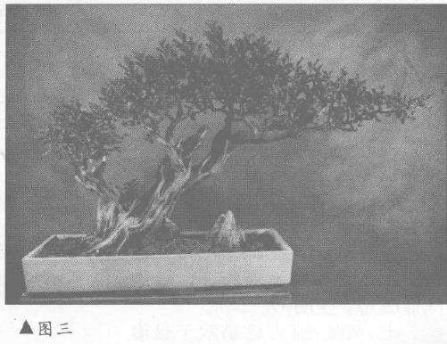 海南九里香怎么制作盆景的5个过程 图片