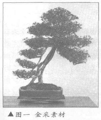 图解 露根式金采文人树盆景怎么造型的9个步骤
