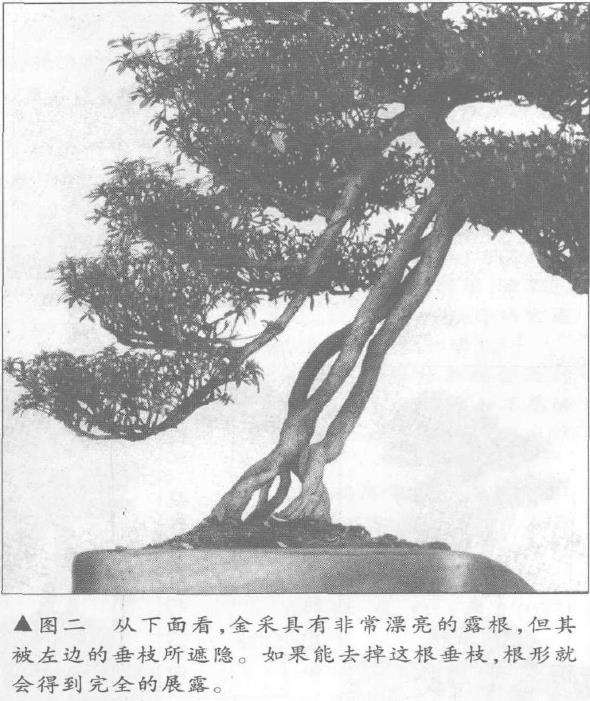 图解 露根式金采文人树盆景怎么造型的9个步骤