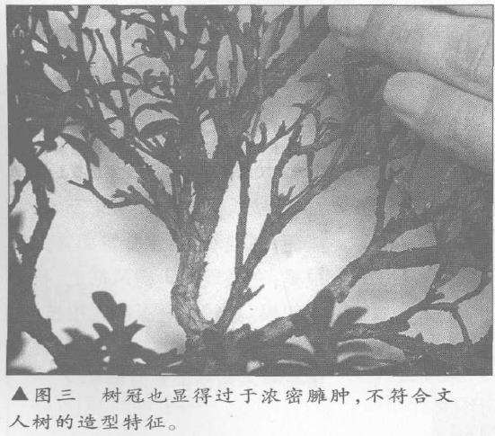 图解 露根式金采文人树盆景怎么造型的9个步骤