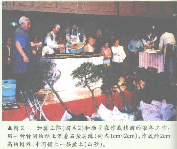 图解 日本大师加藤三郎怎么制作丛林式盆景