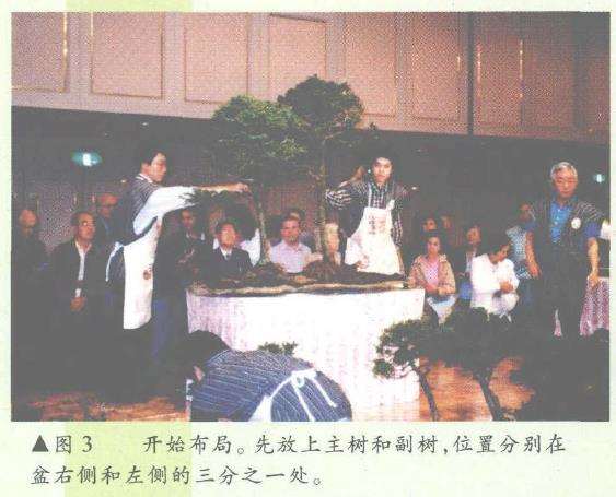 图解 日本大师加藤三郎怎么制作丛林式盆景
