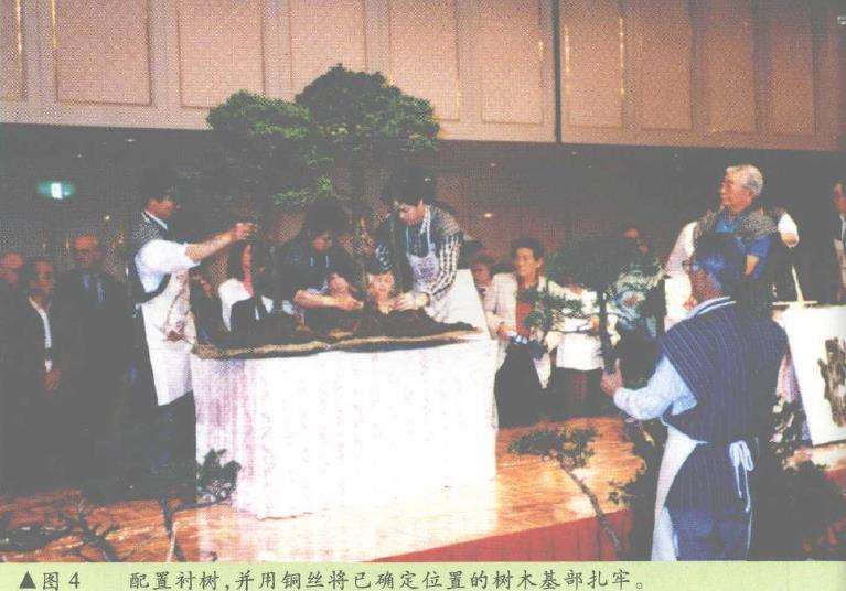 图解 日本大师加藤三郎怎么制作丛林式盆景