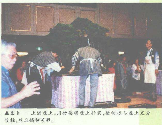 图解 日本大师加藤三郎怎么制作丛林式盆景