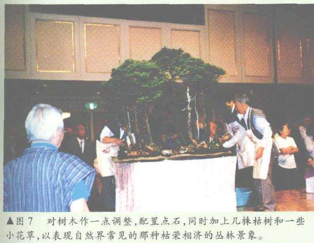 图解 日本大师加藤三郎怎么制作丛林式盆景