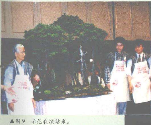 图解 日本大师加藤三郎怎么制作丛林式盆景