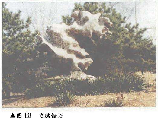 盆景艺术产生的历史背景有哪些