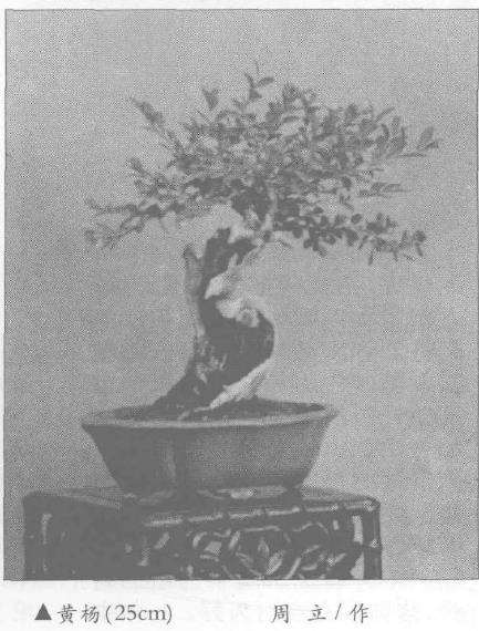 谈泰州盆景的艺术风格 云层造型 图片