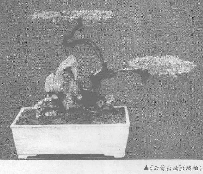 谈泰州盆景的艺术风格 云层造型 图片