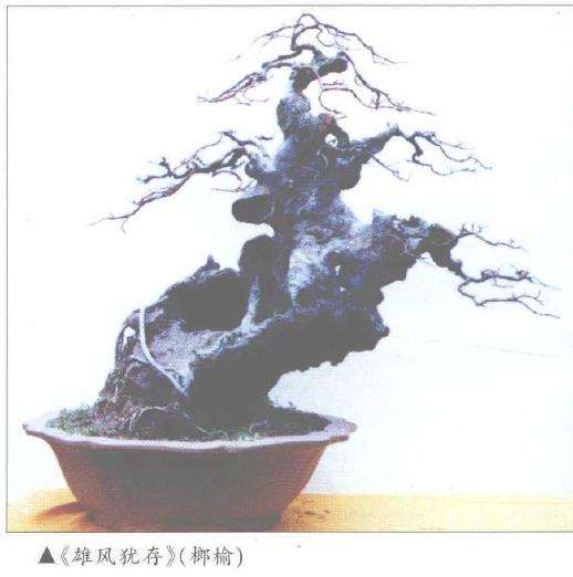 仲济南谈王恒亮盆景艺术 图片