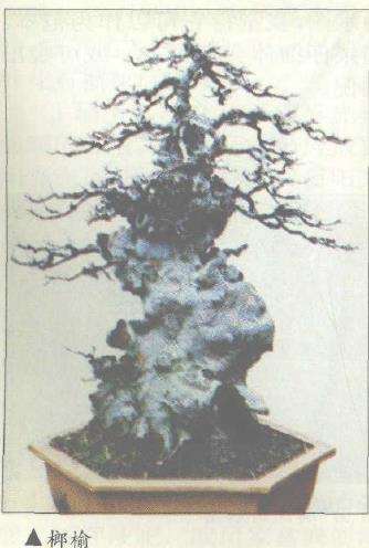 仲济南谈王恒亮盆景艺术 图片