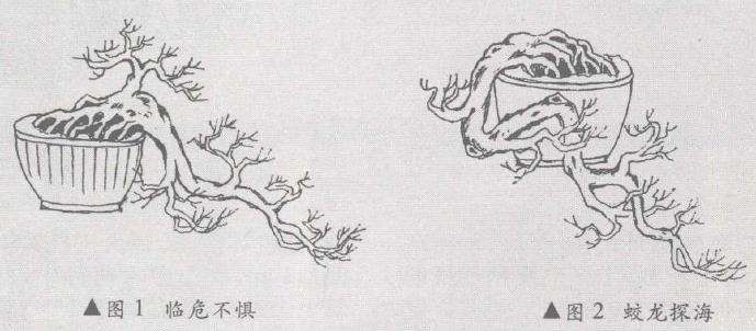 悬崖盆景怎么造型的10个方法 图片