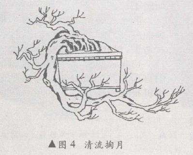 悬崖盆景怎么造型的10个方法 图片