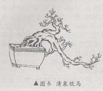 悬崖盆景怎么造型的10个方法 图片