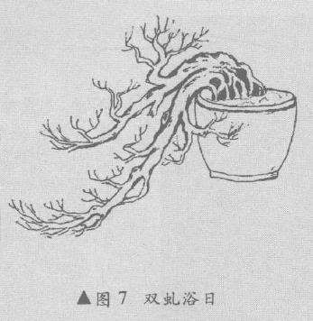 悬崖盆景怎么造型的10个方法 图片