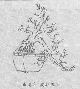 悬崖盆景怎么造型的10个方法 图片